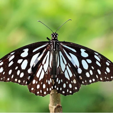 Blue Tiger, dark brown wings with pale blue streaks and spots, slow gliding flight, migrates in numbers.