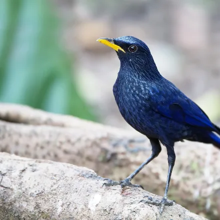 Blue Whistling Thrush, dark blue thrush spangled with pale flecks, bright yellow bill, loud whistling song.