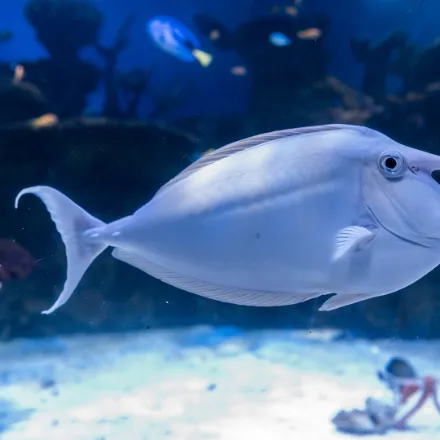 Bluespine Unicornfish