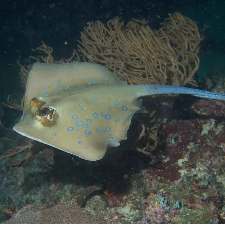 Bluespotted Maskray