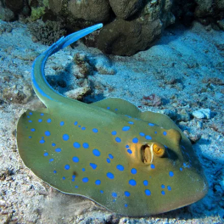 Bluespotted Ribbontail Ray, oval yellow-brown ray covered in electric blue spots, blue side stripes on the tail.