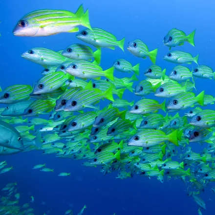 Bluestripe Snapper, yellow body, four blue horizontal stripes, dense day-resting schools.