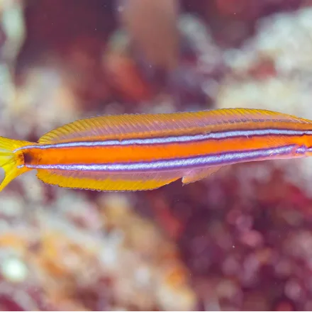 Bluestriped Fangblenny