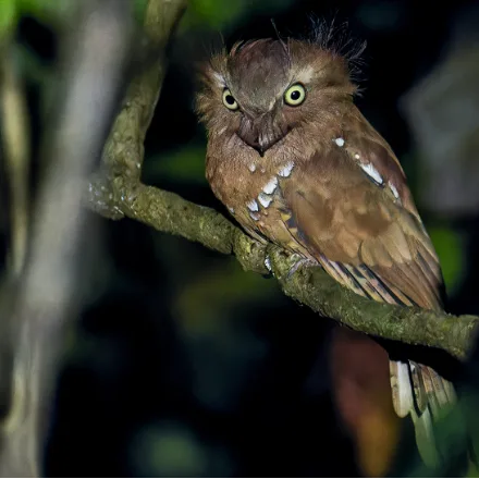 Blyth's Frogmouth, big-headed, mottled brown-grey, wide hooked bill, bristled face, dead-wood posture.