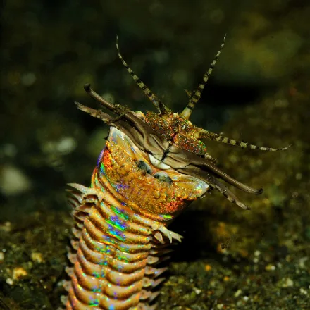Bobbit Worm