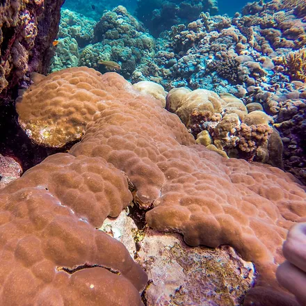 Boulder Porites, massive smooth yellow-brown dome, very fine dense polyp pits, often hosting Christmas tree worms.