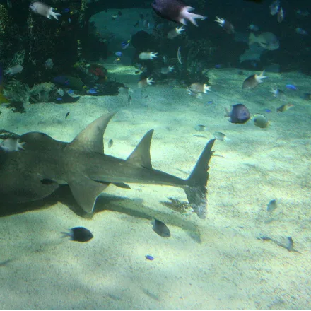 Bowmouth Guitarfish