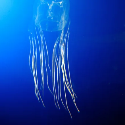 Box Jellyfish