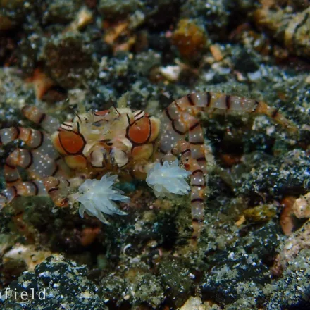 Boxer Crab