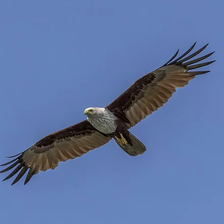 Brahminy Kite, white head and breast, chestnut body and wings, rounded tail, photographed in Phang Nga.