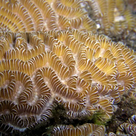 Brain Coral