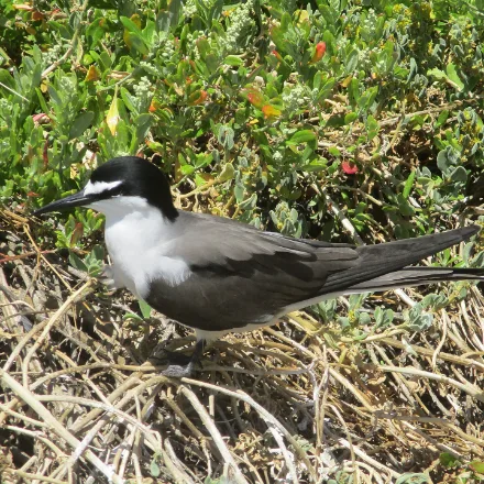 Bridled Tern, grey-brown above, white below, black cap with a white forehead band extending past the eye, forked tail