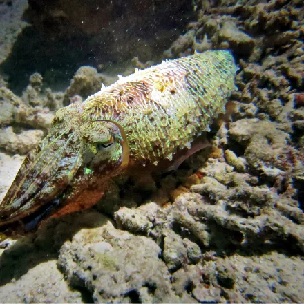Broadclub Cuttlefish, broad oval cuttlefish, W-shaped pupil, colour and pattern always shifting.