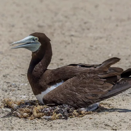 Brown Booby, chocolate-brown seabird with a clean white belly and underwing panel, long pointed bill, yellow feet