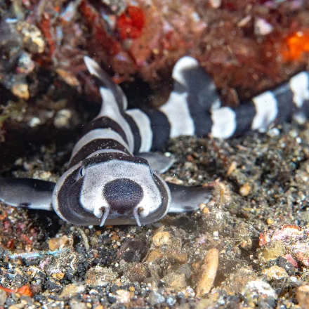 Brownbanded Bamboo Shark, slim brown body, rounded snout, banding bold in young, fades with age.