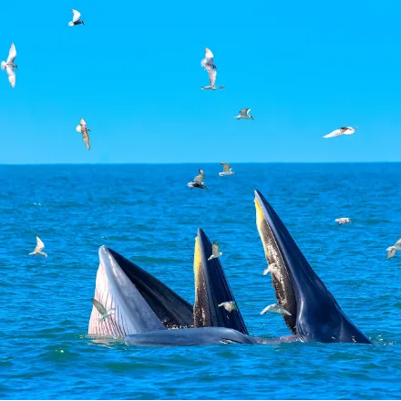 Bryde's Whale