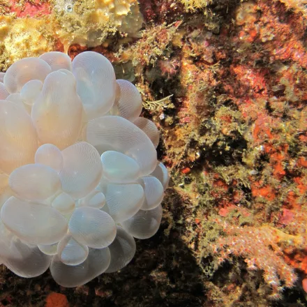 Bubble Coral