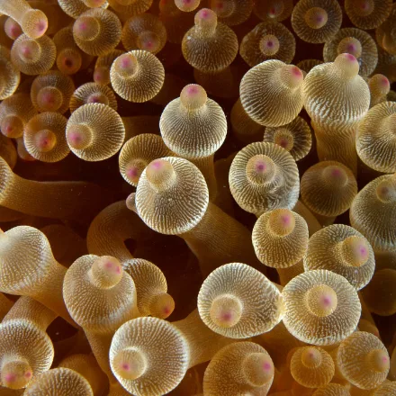 Bulb-tentacle Anemone, tentacles with a bulbous swelling below the tip, brown to bright rose-red, base hidden in a crevice.