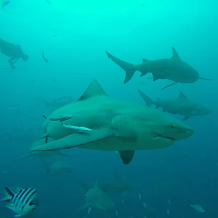 Bull Shark, heavy grey body, very short blunt snout, small eyes, no fin markings