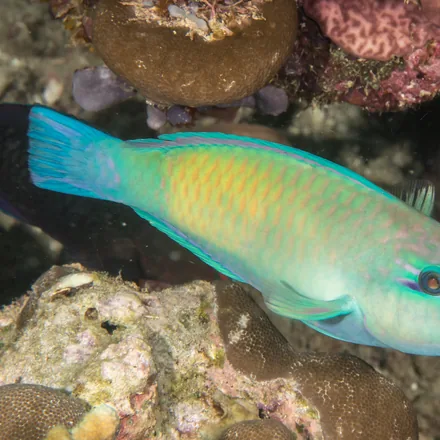 Bullethead Parrotfish, stout body, rounded head, parrot beak, blue-green male with pink cheek.