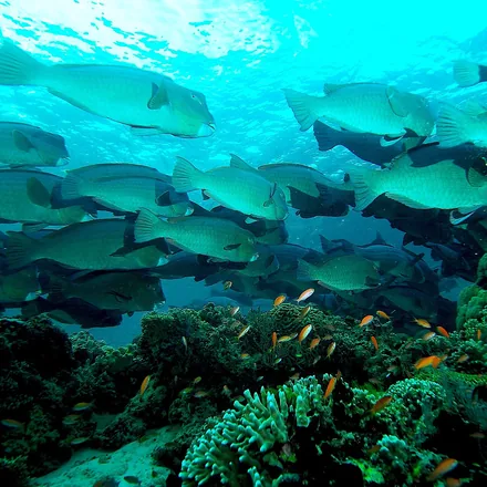 A school of bumphead parrotfish over a reef