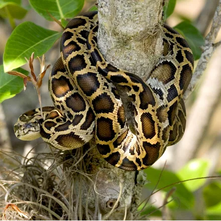 Burmese Python, very heavy body, tan ground colour with dark brown blotches, arrow mark on head.