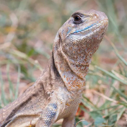Common Butterfly Lizard, flat-bodied sandy lizard with orange and black barred flanks, sprints to a burrow.