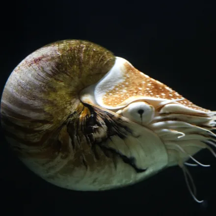 Chambered Nautilus, coiled cream shell with red-brown flame stripes, many small tentacles, no suckers.