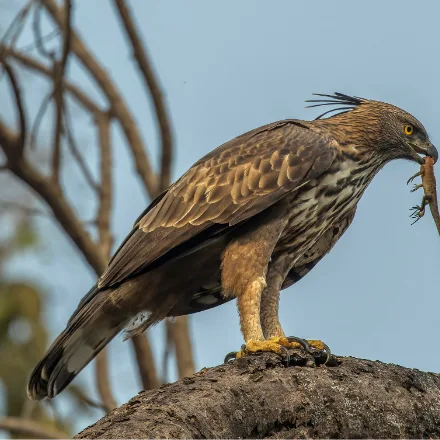 Changeable Hawk-eagle, large brown raptor, long tail, streaked or dark forms, sometimes crested.