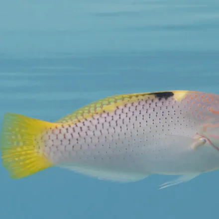 Checkerboard Wrasse, white body with dark chequered scales, yellow saddle behind the head, pink lines on the face.