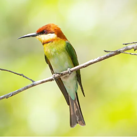 Chestnut-headed Bee-eater, green body, chestnut crown and nape, yellow throat, no tail streamers.