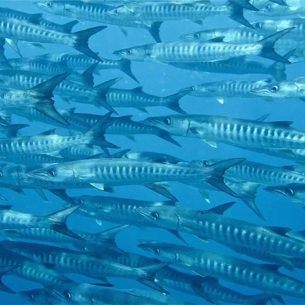 Chevron Barracuda