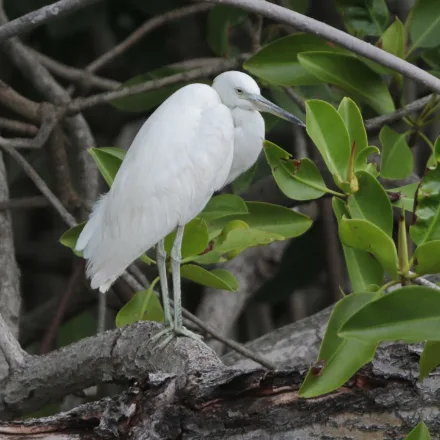 Chinese Egret, white egret with dark legs and yellow-green feet in winter; yellow bill, blue face and shaggy crest when breeding.
