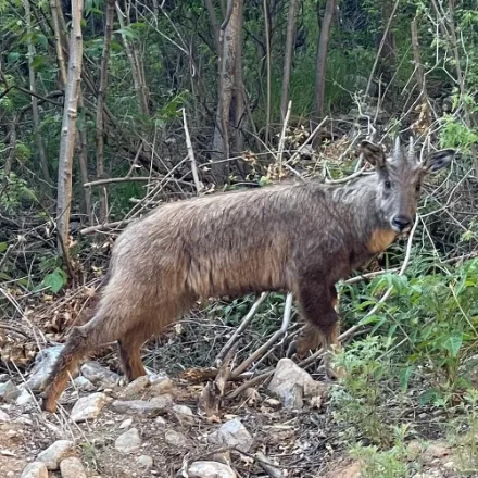 Chinese Goral, small grey-brown goat-antelope, short conical horns, dark back stripe, cliff slopes