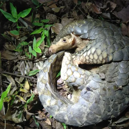 Chinese Pangolin, scaled body, small ear flaps, shorter tail than Sunda, strong digging claws.