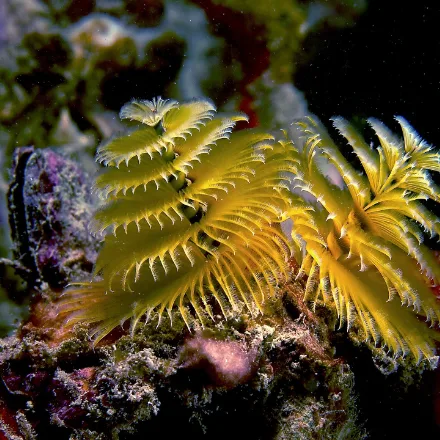 Christmas Tree Worm