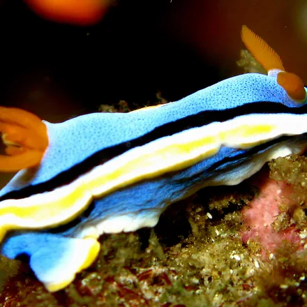 A brightly coloured Chromodoris nudibranch on a sponge