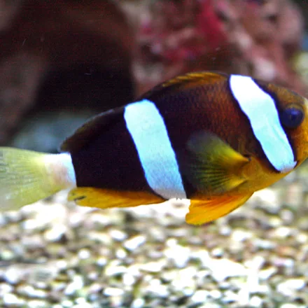 Clark's Anemonefish, dark to orange body, two or three broad white bars, yellow tail.