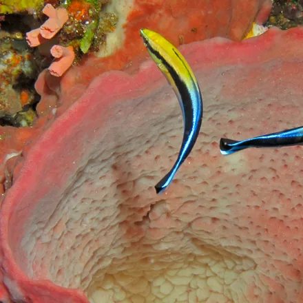 Bluestreak Cleaner Wrasse, small, pale to blue with a black stripe widening toward the tail, bobbing dance.