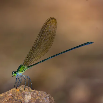 Clear-winged Forest Glory, slender metallic green-bronze damselfly, long transparent wings, perched over shaded stream pools.