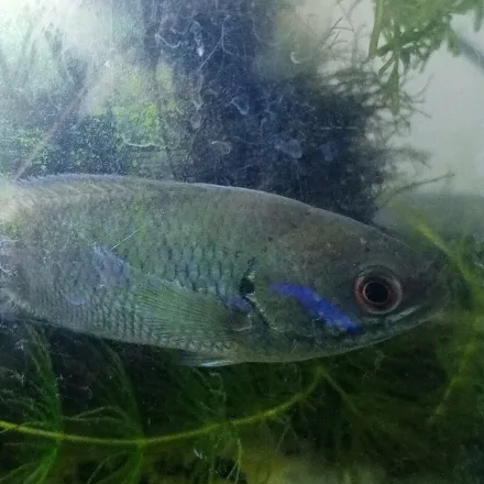Climbing Perch, olive-grey, rough scales, spiny gill covers, dark spot at the tail base.