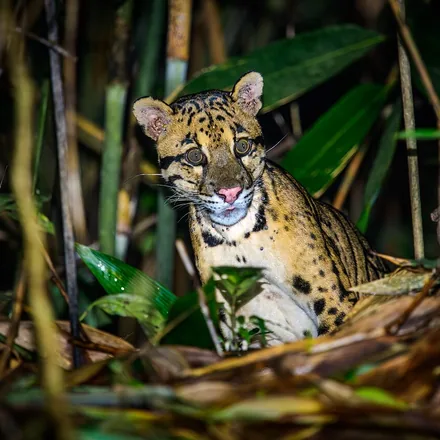 Clouded leopard resting in dense forest vegetation