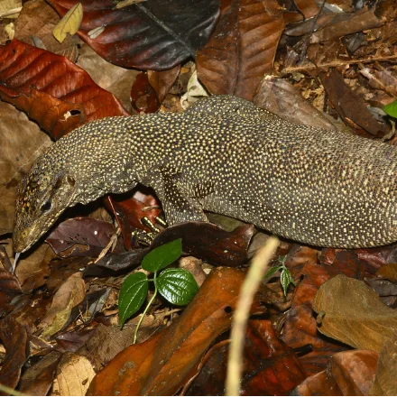 Clouded Monitor, grey-brown with pale eye-spot rows, more slender and shorter than water monitor.