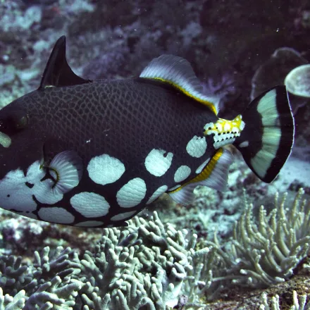 Clown Triggerfish