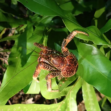 Coconut crab climbing through vegetation
