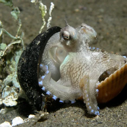 Coconut Octopus