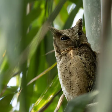 Collared Scops Owl, small grey-brown owl, short ear tufts, pale nuchal collar, orange eyes.