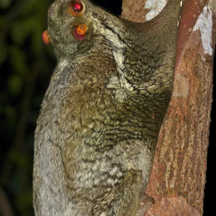 Colugo (Sunda Flying Lemur), mottled grey brown, large gliding membrane, big eyes