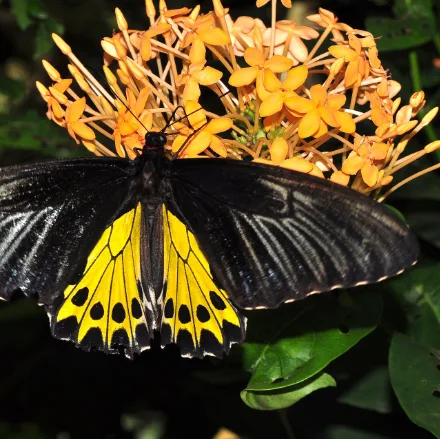 Common Birdwing, large black butterfly, golden hindwing patches, sailing flight.