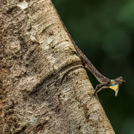 Common flying dragon clinging to a tree trunk